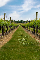 Image showing Vineyard