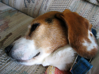 Image showing Tired Beagle