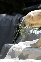 Image showing Polar Bear