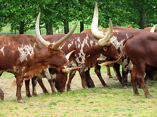 Image showing livestock migration