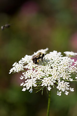 Image showing Bumble Bee on a Flower