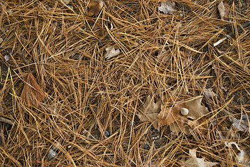 Image showing pine needles