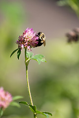 Image showing Bumble Bee on a Flower