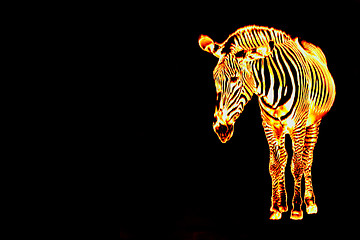 Image showing Fiery Flaming Zebra