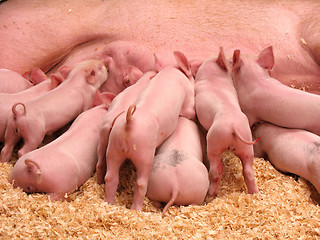 Image showing Hungry Piglets