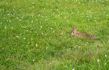 Image showing Wild Bunny Rabbit