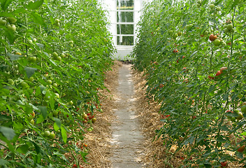 Image showing Tomatoes in a greenhouse