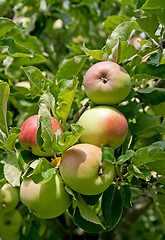 Image showing Apples on a branch