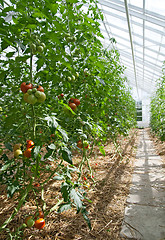 Image showing Tomatoes in a sunny greenhouse