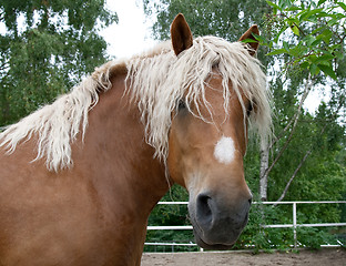 Image showing Portrait of a heavy draft horse