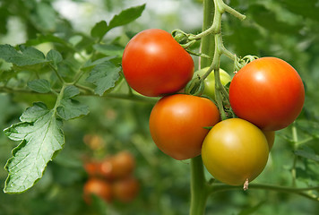 Image showing Juicy and fresh tomatoes