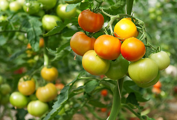 Image showing Bunches of tomatoes in a greenhouse