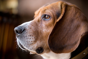 Image showing Fine Looking Beagle