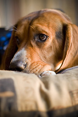 Image showing sleepy beagle
