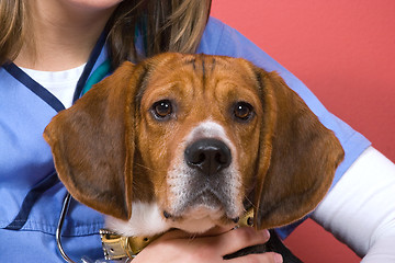 Image showing Veterinarian With a Beagle