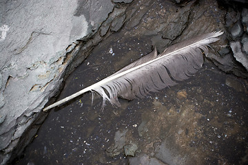Image showing Seagull Feather