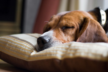 Image showing Beagle Dog Sleeping