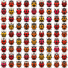 Image showing Ladybugs Pattern