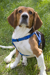 Image showing Young Beagle Dog