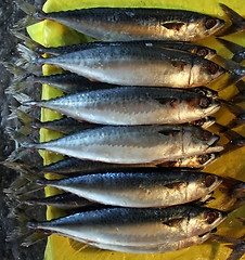 Image showing Fish market