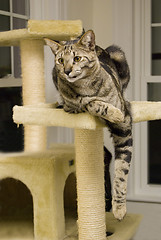Image showing Savannah Cat