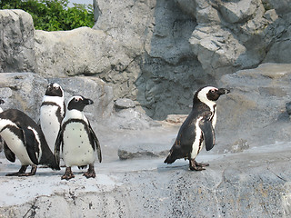 Image showing Mean Penguins
