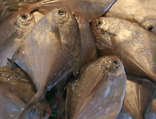 Image showing Fish