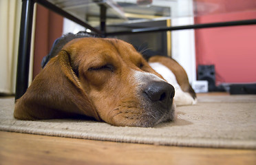 Image showing Sleepy Beagle Dog