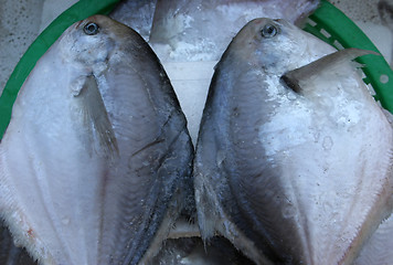 Image showing Fish