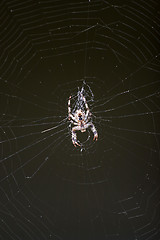 Image showing Spider