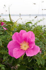 Image showing Rugosa Rose