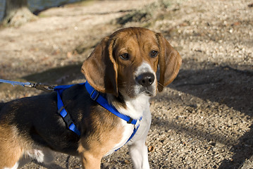 Image showing alert beagle