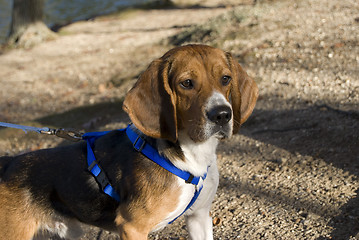 Image showing alert beagle