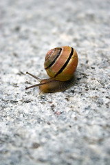 Image showing Sea Snail