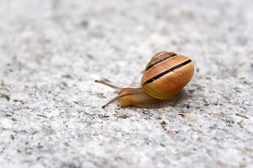 Image showing Sea Snail