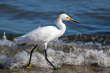 Image showing Snowy Egret