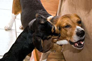 Image showing Dogs Playing and Fighting