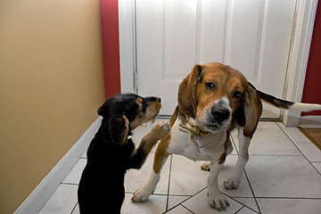 Image showing Two Dogs Playing