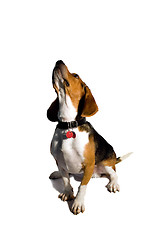 Image showing Isolated Beagle Dog