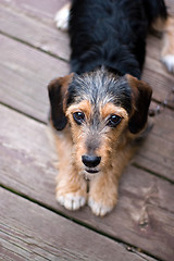 Image showing Cute Puppy Dog Laying Down