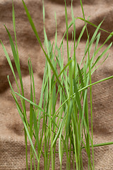 Image showing Green herb on sackcloth