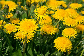 Image showing Yellow dandelions