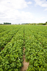 Image showing Strawberry Field