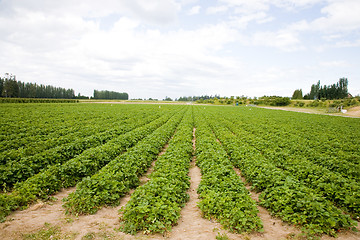 Image showing Strawberry Field