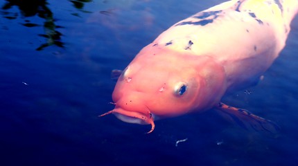 Image showing Goldfish