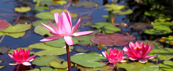 Image showing Pink Water Lily