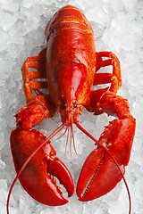 Image showing Whole red lobster 