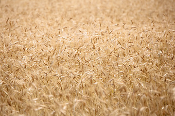 Image showing Field of ripe wheat