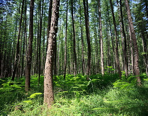 Image showing Pine forest