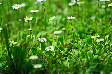 Image showing Daisy field